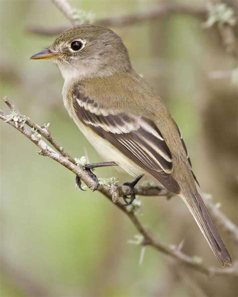Least Flycatcher Audubon Field Guide Flycatcher Birds Bird Life List