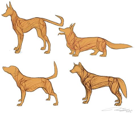 Dog Anatomy Canine Art Anatomy Drawing