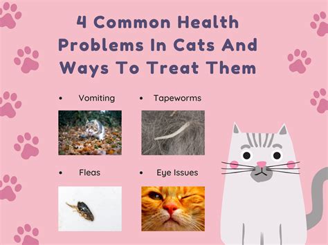 The 4 Common Health Issues Your Feline Friend May Encounter 100 Health