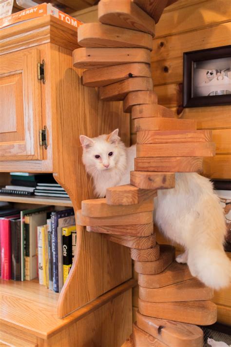 Catify To Satisfy New Book Offers Tips On How To Create A Cat Friendly