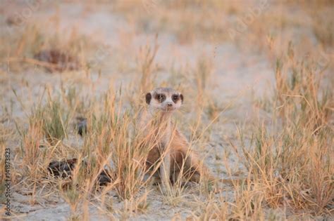 Meerkats In Botswana Kalahari Desert Stock Photo Adobe Stock