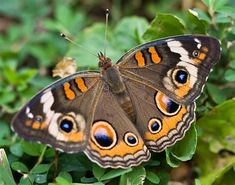 570 Buckeye Butterfly Stock Photos Pictures And Royalty Free Images