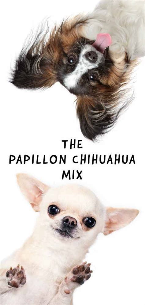Papillon Chihuahua Mix The Cute Little Chion Chihuahua Mix