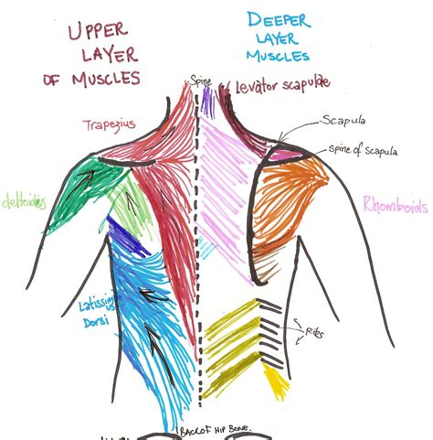 Upper Back Muscles Man Anatomy