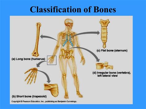 Bone Anatomy And Morphology