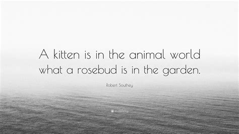 Robert Southey Quote A Kitten Is In The Animal World What A Rosebud