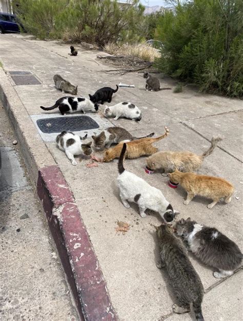 Feral Colony I Have Feed For More Than 10 Years Had Rescued Over 100