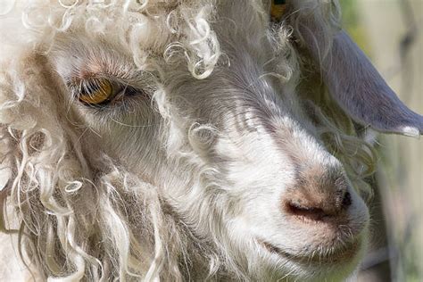 670 Angora Goat Stock Photos Pictures And Royalty Free Images Istock