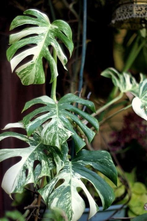 Variegated monstera plants are expensive due to its rarity. Pin on green thumb