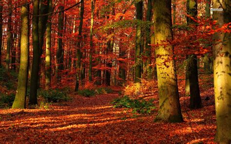 Free Download Autumn Forest Wallpaper Nature Wallpapers 11789 1280x800