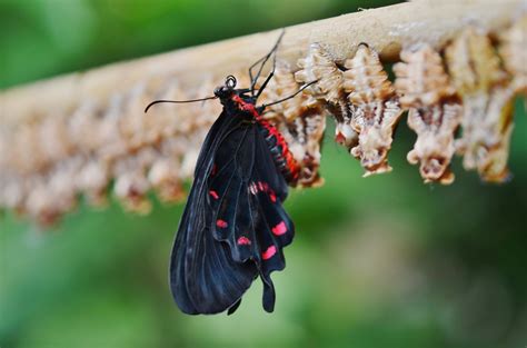 Gambar Alam Sayap Daun Bunga Hewan Margasatwa Serangga Botani