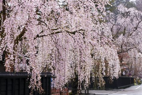 19 Species Of Weeping Trees