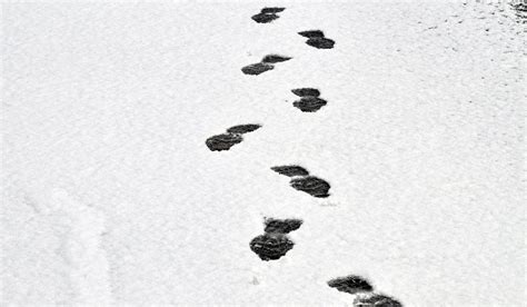 Footprints In The Snow Free Stock Photo Public Domain Pictures