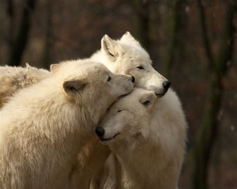 White Wolf Wallpapers Hd Desktop And Mobile Backgrounds