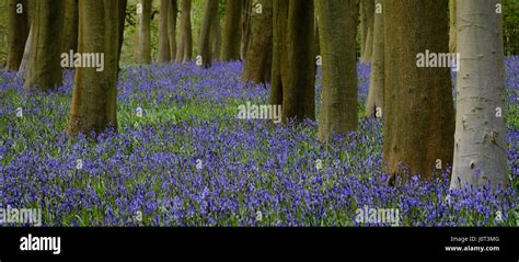 Bluebells In Badbury Wood Stock Photo Alamy