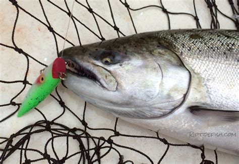 12 Great Lures For Chinook Salmon Fishing In Puget Sound
