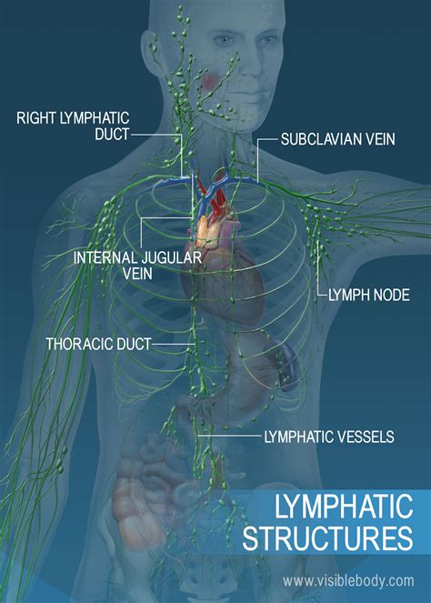 The Right Lymphatic Duct Drains Into What Part Of Circulatory System