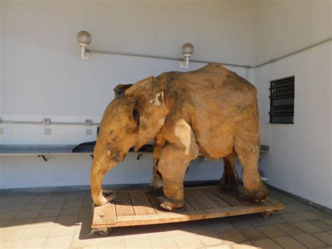 Elephant Taxidermy Museum Of Puc Minas Brazil Zoochat
