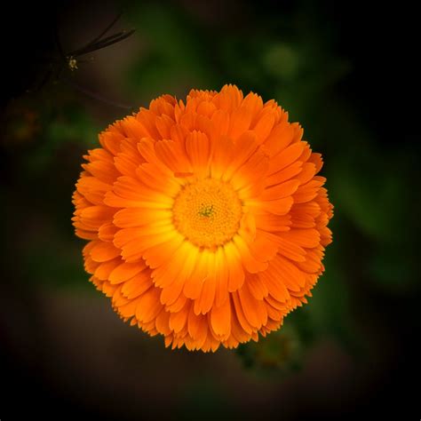Free Stock Photo Of Beautiful Flower Flower Marigold