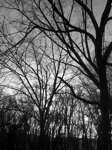Dark Trees Photograph By Daphne Richmond Fine Art America