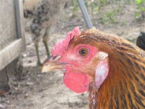 Chickens Earlobes Turning White Backyard Chickens Learn How To