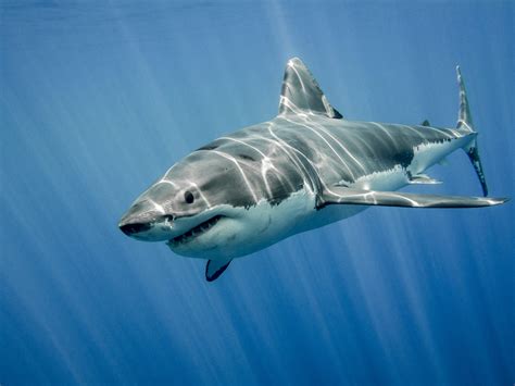 How Can We Help Endangered Sharks Mystart