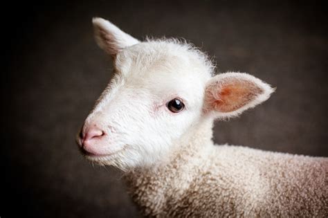 Baby Lamb Face Stock Photo Download Image Now Istock