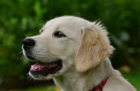 Are Golden Retrievers Good Guard Dogs Doggowner