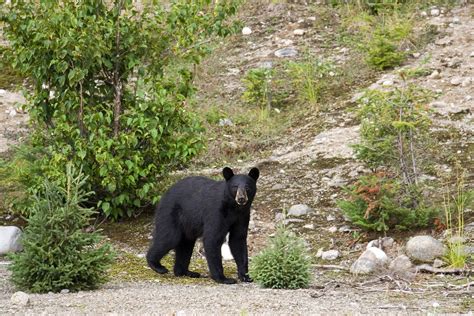 All About Animal Wildlife American Black Bear Info And Photos