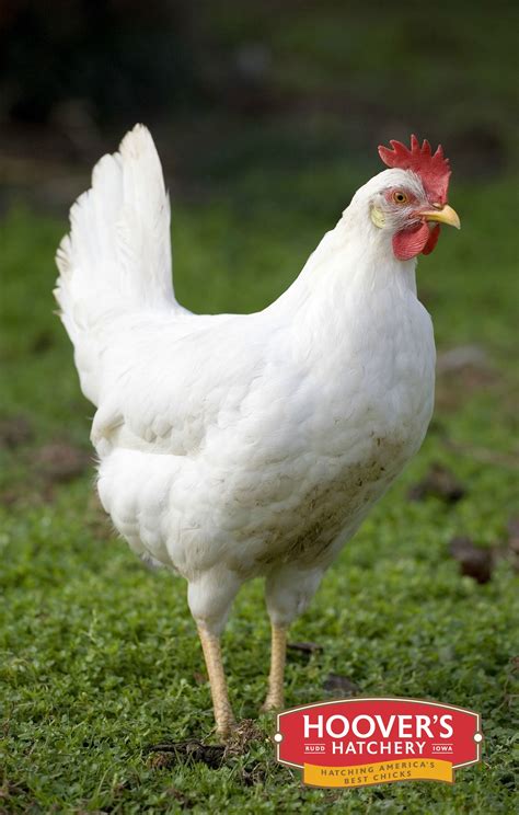 California Whitemy Favorite Hybrid Calm And Polite Chickens Backyard