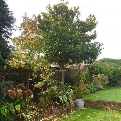 The 8 Best Perfect For Privacy Garden Trees The Middle Sized Garden