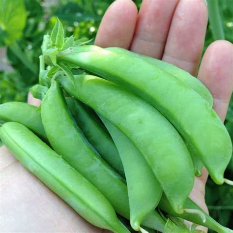 Growing Sugar Snap Peas Shell Peas And Snow Peas With