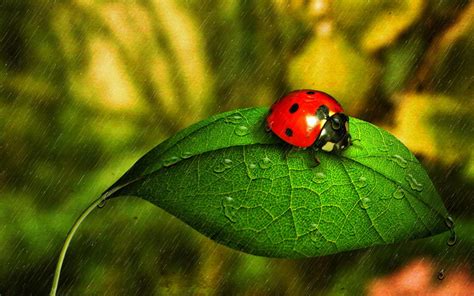 The rain dripped from the palm trees. Ladybug In The Rain HD desktop wallpaper : Widescreen ...