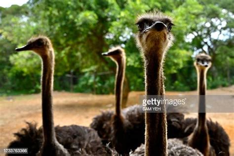 Ostrich Photos And Premium High Res Pictures Getty Images