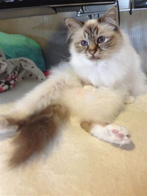 Goldie Is Our Chocolate Tabby Coloured Birman Cat Tabby Ragdoll Cats