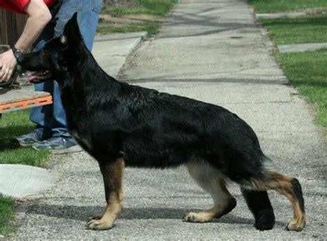 Beautiful Structure And Bicolor German Shepherd Gsd Dogs