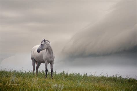 Waiting For The Storm Photograph By Becky Hermanson Fine Art America