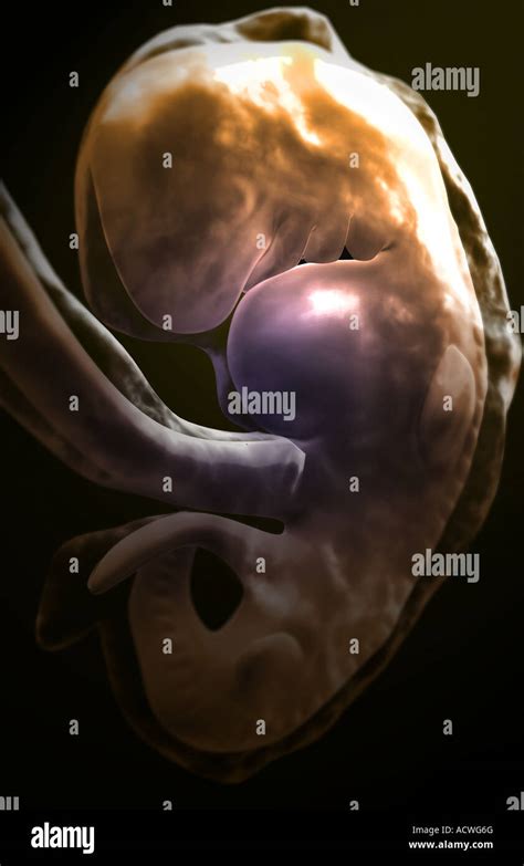 Desarrollo embrionario humano fotografías e imágenes de alta resolución