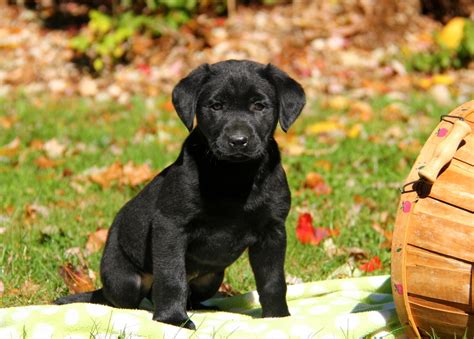 black labrador puppies  sale  pa greenfield puppies