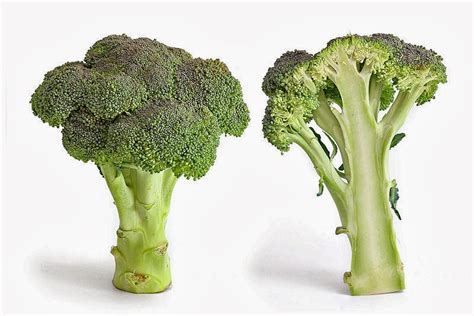 Scientists Try To Maximize Broccolis Cancer Fighting Potential
