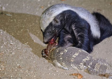 Reptile Is Attacked And Eaten By A Honey Badger While It Is Mating Daily Mail Online
