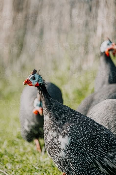 Image Of Guinea Fowl Foraging In The Paddock Austockphoto