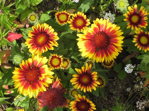 Perennial Gaillardia Arizona Sun Blanket Flower Marian Name Mary