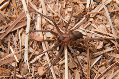 Brown Recluse Spider Bite In Horses Symptoms Causes Diagnosis