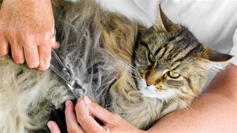 How To Prevent And Treat Matted Cat Fur Petsradar