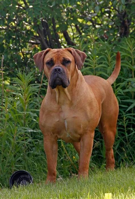 The Boerboel Originated In South Africa And Joins The Working Group It