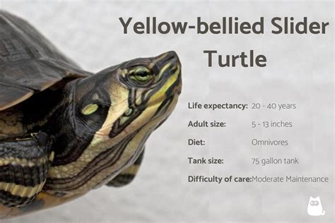 How To Care For A Yellow Bellied Slider Turtle Complete Guide