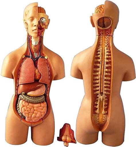 Anatomiemodell Anatomiemodell Des Menschlichen Gehirns Anatomisches
