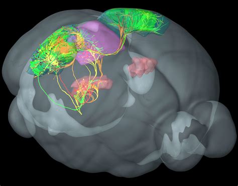 Scientists Just Released A Set Of Fascinating New Brain Maps Images