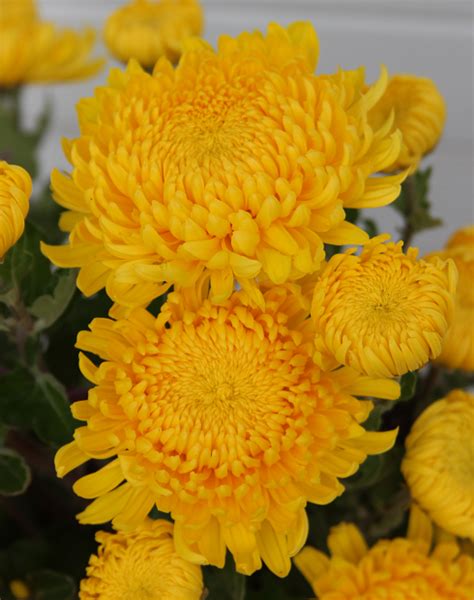 Florist Mums For Fall Arrangements Sowing The Seeds